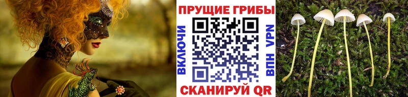 сколько стоит  Конаково  Галлюциногенные грибы GOLDEN TEACHER 
